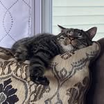 Jen Swain - @curiousgigi73 - Instagram