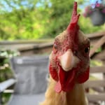 Jen Welsh - @fort.britannia - Instagram