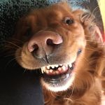 Jen Wheeler - @jensitswithpets - Instagram