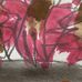 Jen Willis - Facebook