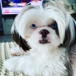 Jennifer Gregory - @must_love_dogs_316 - Instagram
