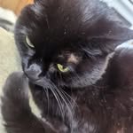 Jeni Hall Peel - @tardisgirl75 - Instagram