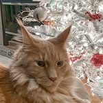 Jennifer Baxter - @adventuresofroccothemainecoon - Instagram