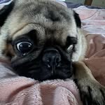 Jenifer Bell Kolmodin - @one_eyedwonderpug - Instagram