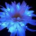 Jennifer Brady - Facebook