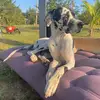 jenifercastillo - @jenifercastillo.06 - TikTok