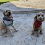 Jennifer Copeland Lott - @lotts_of_doodles - Instagram