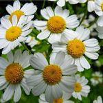 Jennifer Cowan Cashore - @jcashore - Instagram