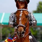 Jennifer Cunningham Jam Friesians - @jamfriesiansdachshunds - Instagram