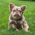 Jennifer Curtis - @meeksmybullies - Instagram