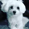 Jennifer Griffith - @jennifergriffith36 - TikTok