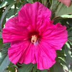 Jenifer Koyle - @mommakoyle - Instagram