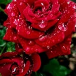 Mj is loveble couples - @jenifer_mohandas - Instagram