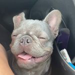 LeRoy Jenkins Brown - @good_boy_leroy22 - Instagram