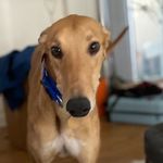 Leroy Maximus Jenkins-Brown - @badbadleroyhound - Instagram