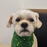 Jenn & Bailey - @zoe.bailey.lillipup - Instagram