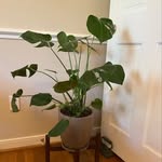 Jenn Bailey - @plantedhouse4us - Instagram