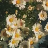 jennbower - @jennbower - TikTok