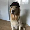 ellie - @jennychung48 - TikTok