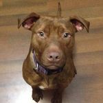 Jenn Donovan - @jennandramsesthepittyful - Instagram