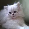 jenndyer73 - @jenndyer73 - TikTok
