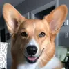 Jenn Graham - @mycorgiernie - TikTok