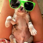 Jenny Hendricks - @carolinacoloredbostonterriers - Instagram