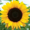 🌻ŞÜÑFŁØWĖŔ🌻 - @jennihopper - TikTok