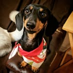 Dogue - @dogue.jennlund - Instagram
