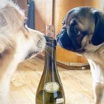 Jenn Lyons - @cellardogwoof - Instagram