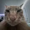 Jenna bean - @virgoicedlatte - TikTok
