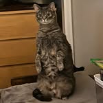 Jenna 💗🤪🍃🐱🪩👷🏽‍♀️ - @jenna.capra - Instagram