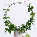 jenna crane - @baby_plants_21 - Instagram