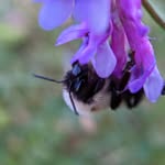 Jenna L. Crowder - @macro.bee.bread - Instagram