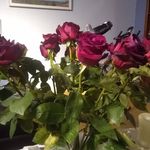 Jenna Doucette - @attorney_barista_mom - Instagram
