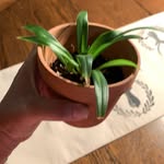 Jenny Durst - @spideyplant - Instagram