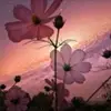 jennafarris - @strxbxrry_cxkxs - TikTok
