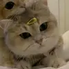 jenna.fried2 - @jenna.fried2 - TikTok