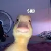hallidayjenna - @hallidayjenna - TikTok