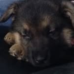 Jenna Knavs - @jenna_hubert_taz_zeke - Instagram