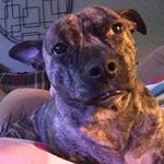 Jenna Mackey - @jenna_four_paws - Instagram