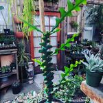 Jenna Magee - @rebelplants - Instagram