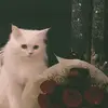 وصيه رسول❤️‍🩹🎀 - @jennamalik8 - TikTok