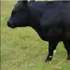 malikjenna - @malikjenna48 - TikTok