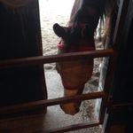 Jenna Mayes - @the_horse_named_stormy_ - Instagram