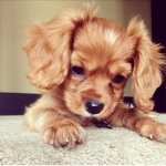 Jenna McGraw - @animal_cute_poopsticks - Instagram