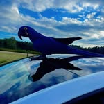 Jenna Meade - @birdgirl.inc - Instagram