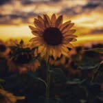 Jennifer Padgett Brewer - @jennibrew2 - Instagram