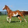 jennaveevependleton - @jennaveeve_horselover - TikTok