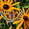 Jenna Riddell - @riddellembroidery - TikTok